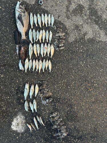 セイゴ（マルスズキ）の釣果
