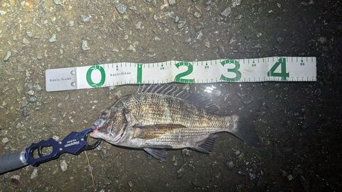 チヌの釣果