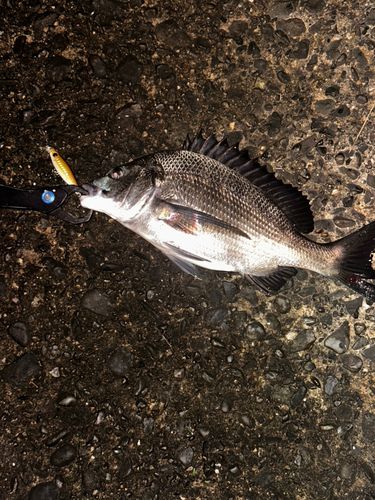 チヌの釣果