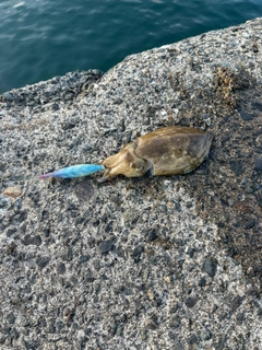 コウイカの釣果