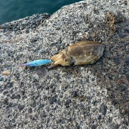 コウイカ