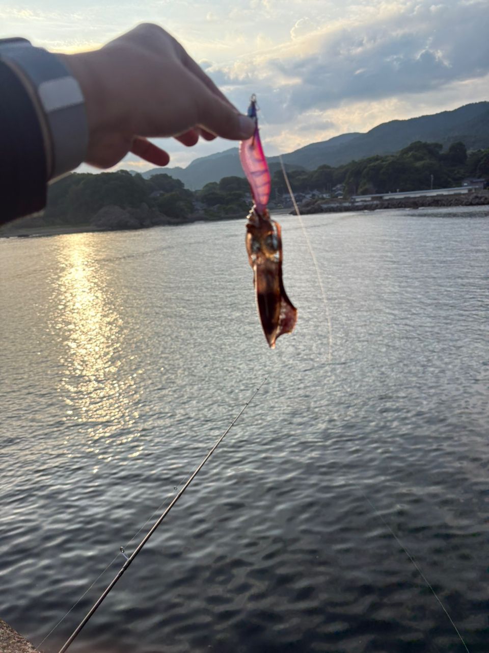 コウイカ