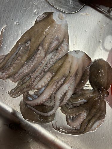 タコの釣果
