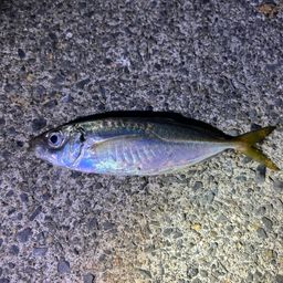 アジ