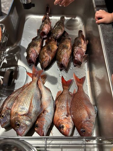 マダイの釣果