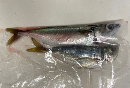 マサバの釣果
