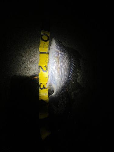 キビレの釣果