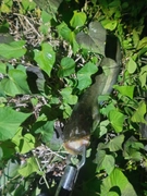 ナマズの釣果