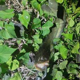 ナマズ