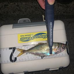 アジ