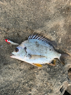 キビレの釣果