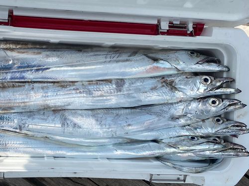 タチウオの釣果