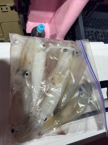 ケンサキイカの釣果