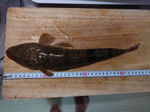 コチの釣果