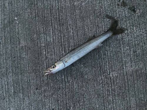 ヤマトカマスの釣果