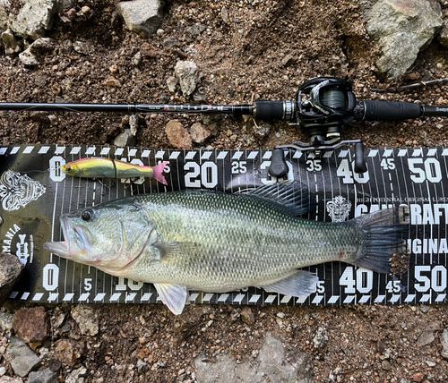 ブラックバスの釣果