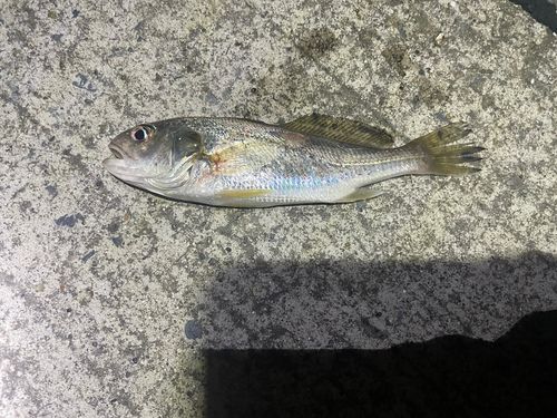 イシモチの釣果