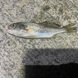 イシモチ