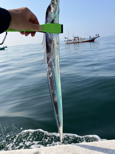 タチウオの釣果