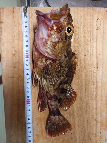 カサゴの釣果