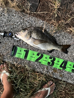 クロダイの釣果