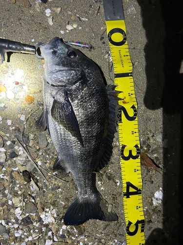クロダイの釣果