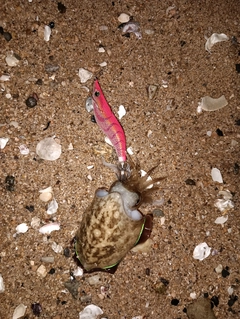 コウイカの釣果