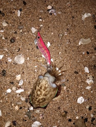 コウイカの釣果