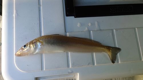 キスの釣果
