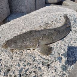 マゴチ