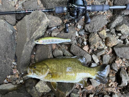 スモールマウスバスの釣果