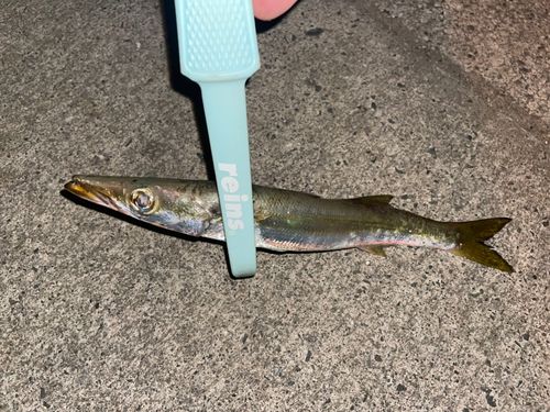 カマスの釣果