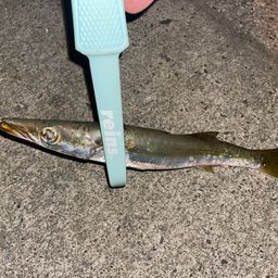 カマス