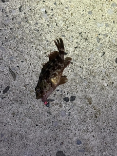 カサゴの釣果