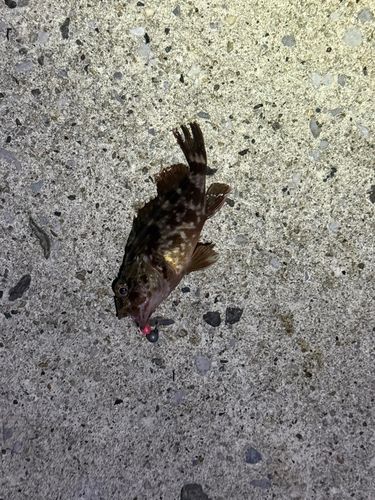 カサゴの釣果