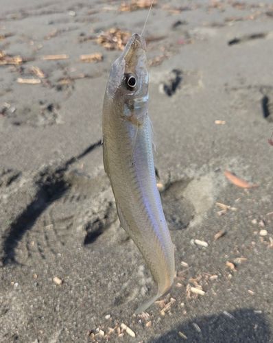 シロギスの釣果
