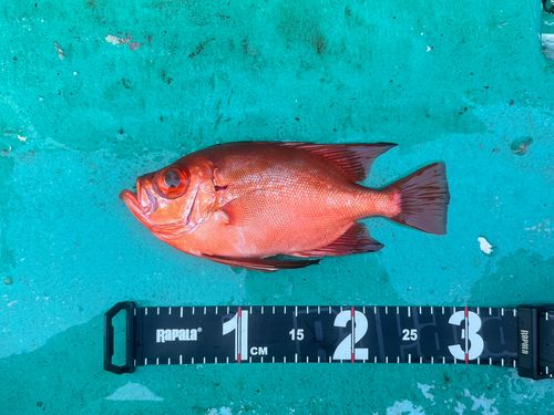 チカメキントキの釣果
