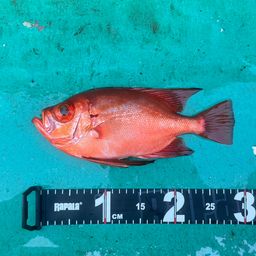 チカメキントキ