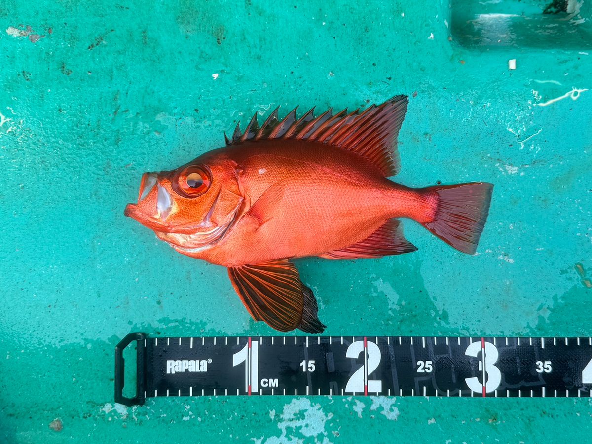 フィッシュイーターさんの釣果 1枚目の画像