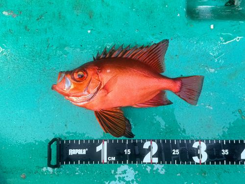 チカメキントキの釣果