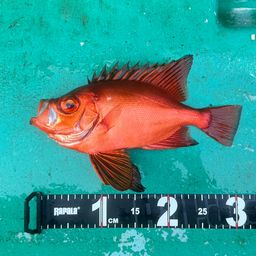 チカメキントキ