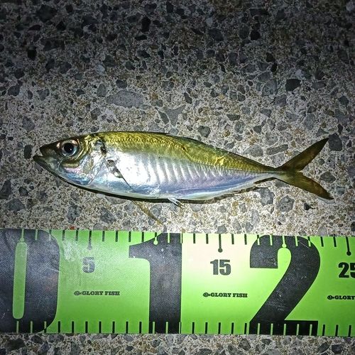 マアジの釣果