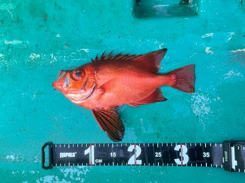 チカメキントキの釣果