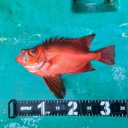 チカメキントキ