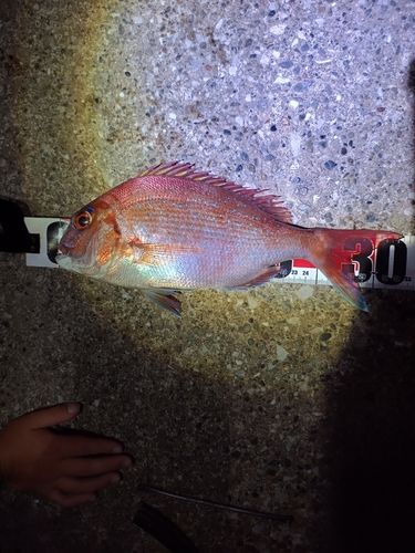 タイの釣果