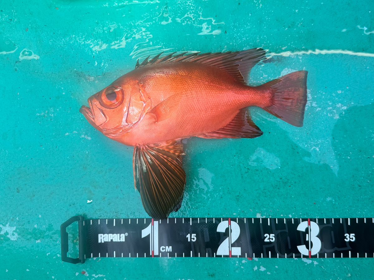 フィッシュイーターさんの釣果 1枚目の画像