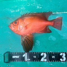 チカメキントキ