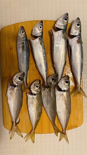 釣果