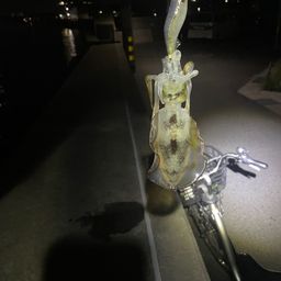 アオリイカ