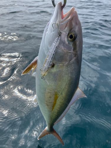 ショゴの釣果